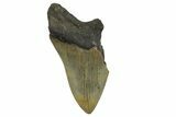 Bargain, Fossil Megalodon Tooth - Serrated Blade #296429-1